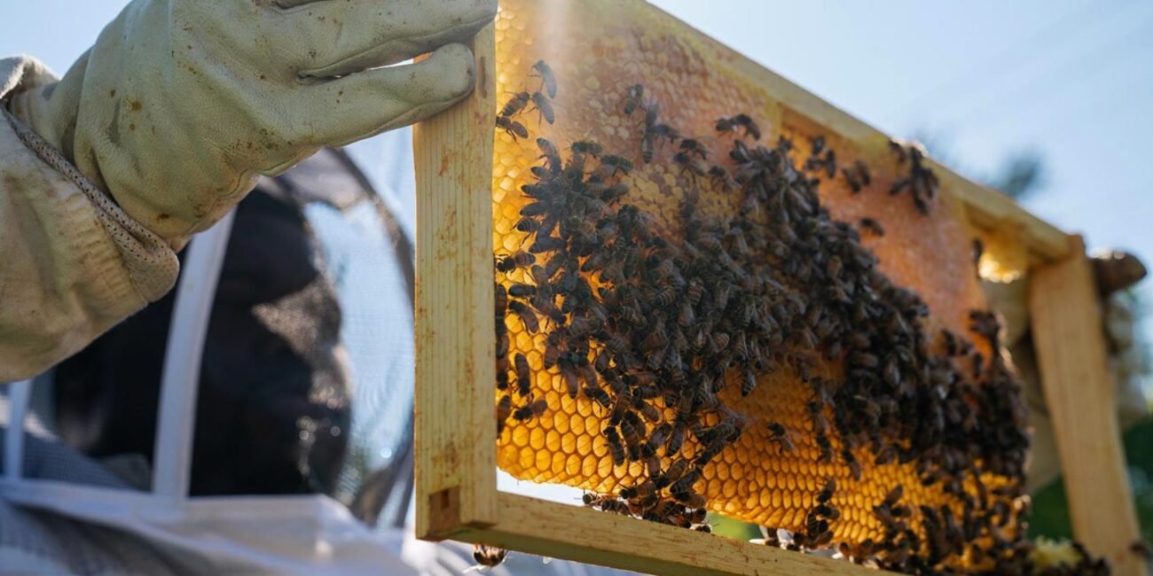 DETROIT HIVES | SIMA Studios