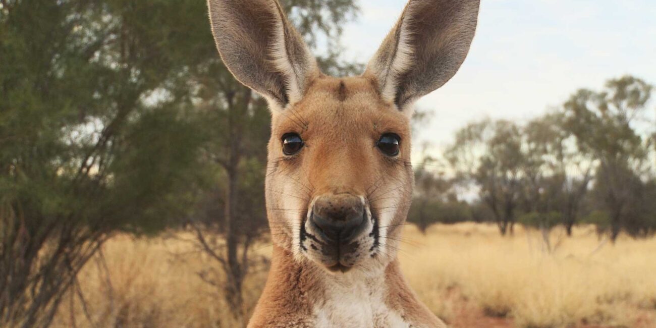 KANGAROO A LOVE-HATE STORY | SIMA Studios