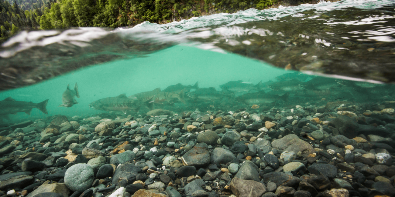THE SUPER SALMON | SIMA Studios