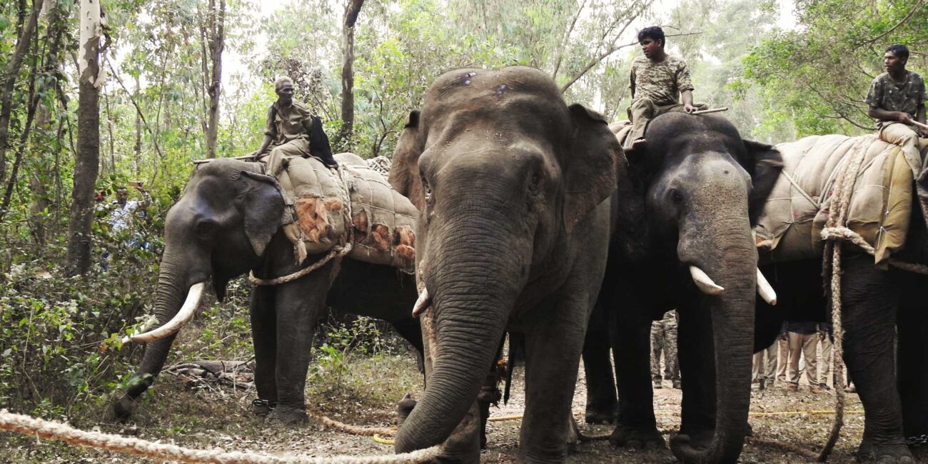 WITNESS ELEPHANTS IN MY BACKYARD | SIMA Studios